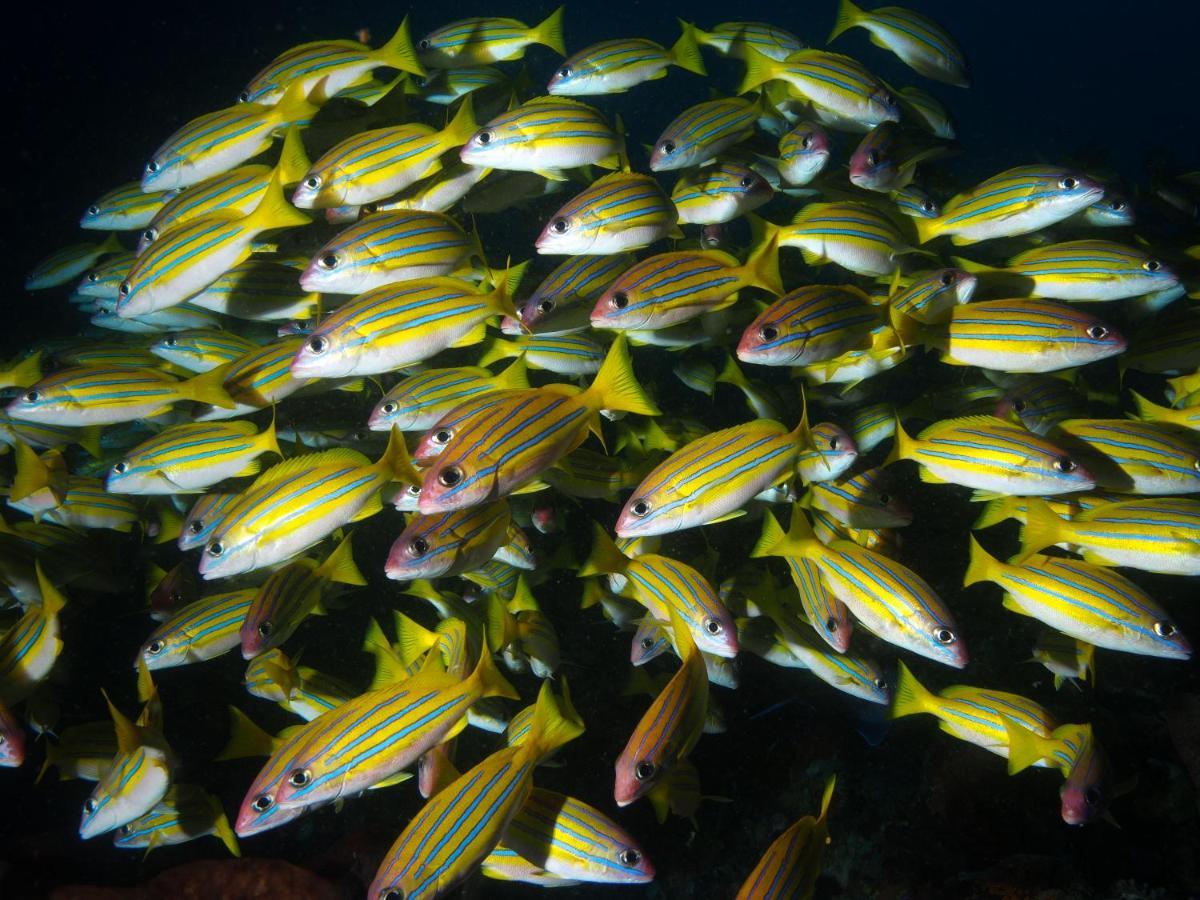 Blue Bay Divers Likupang Bangka מראה חיצוני תמונה